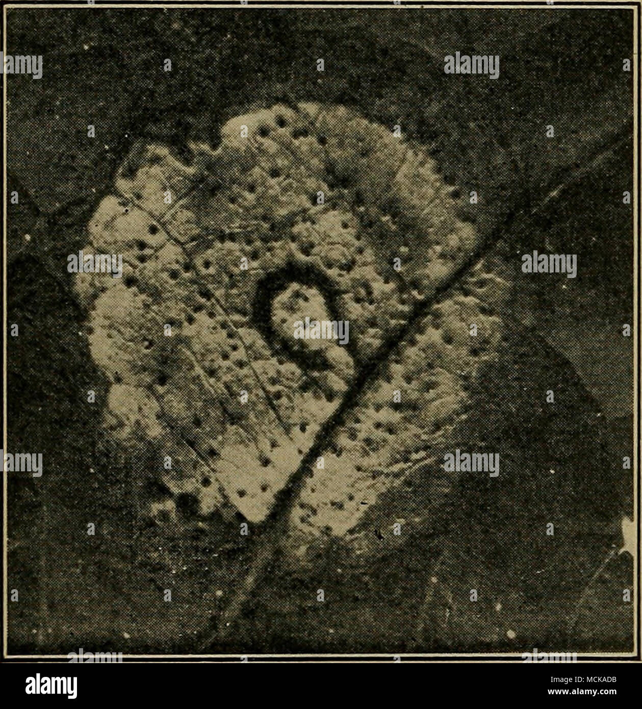 . Fig. 3. — Cowpea leaf spot (amerosporiose). Pycnidia scattered throughout, x 4. Original. Stock Photo