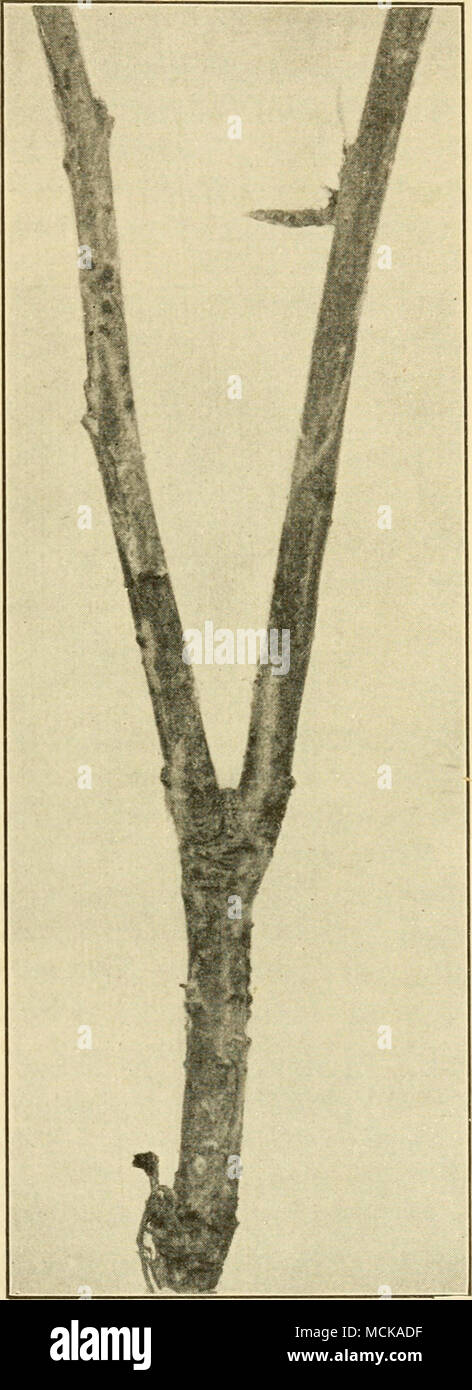 . Fig. 23. — Hypochnose, showing sclerotia on twig at left and rhi- zomorphic strands on twig at right. Original. Stock Photo