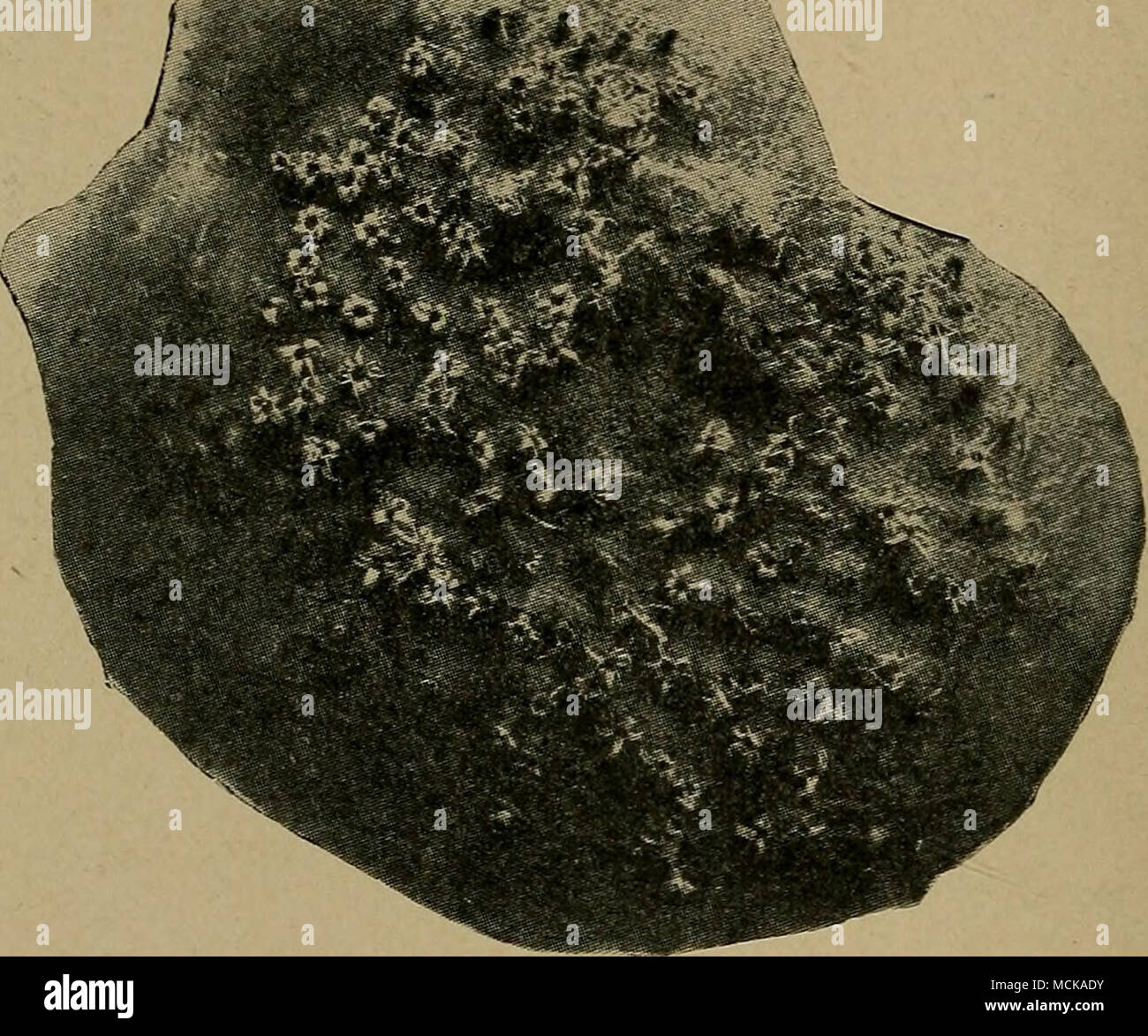 Rust Sori . Fig. 6. â Clustercups of rust enlarged. After Clinton. dery. It is ...