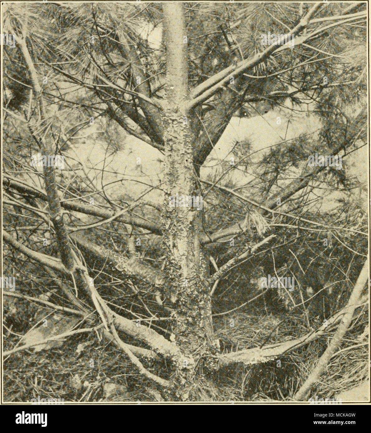 . Fig. 210. — Cronartium ribicola on pine showing general aspect of disease. After CoUey. Leaf-blight, twig-blight (Lophodermium brachysporum Rostr.). — In Maine the leaf-blight has been noted as de- structive to a considerable number of small trees and in- Stock Photo