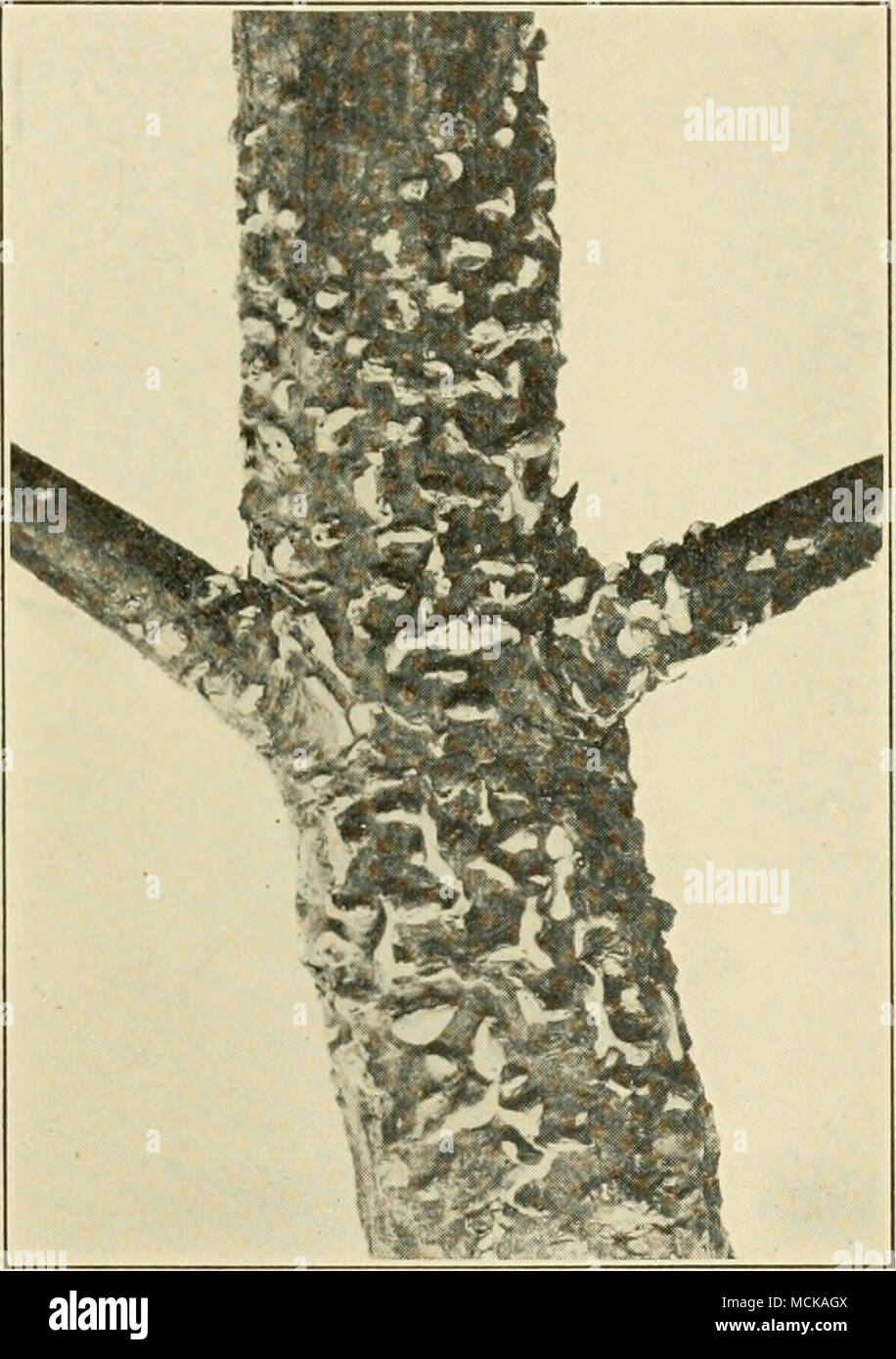 . Fig. 211. — Cronartium ribicola on pine show- ing sporiferous pustules. After Colley. Vermont, New York, Missouri, and probably in many other states, killing the seedlings in nurseries as soon as they ap- pear above ground. The beds should be given all ventilation possible. A top-dressing of sterilized sand sprinkled over the beds immediately after germination resulted in 30 per cent of disease against 42 per cent in the untreated part. For dis- infection of soil, see p. 460. Stock Photo