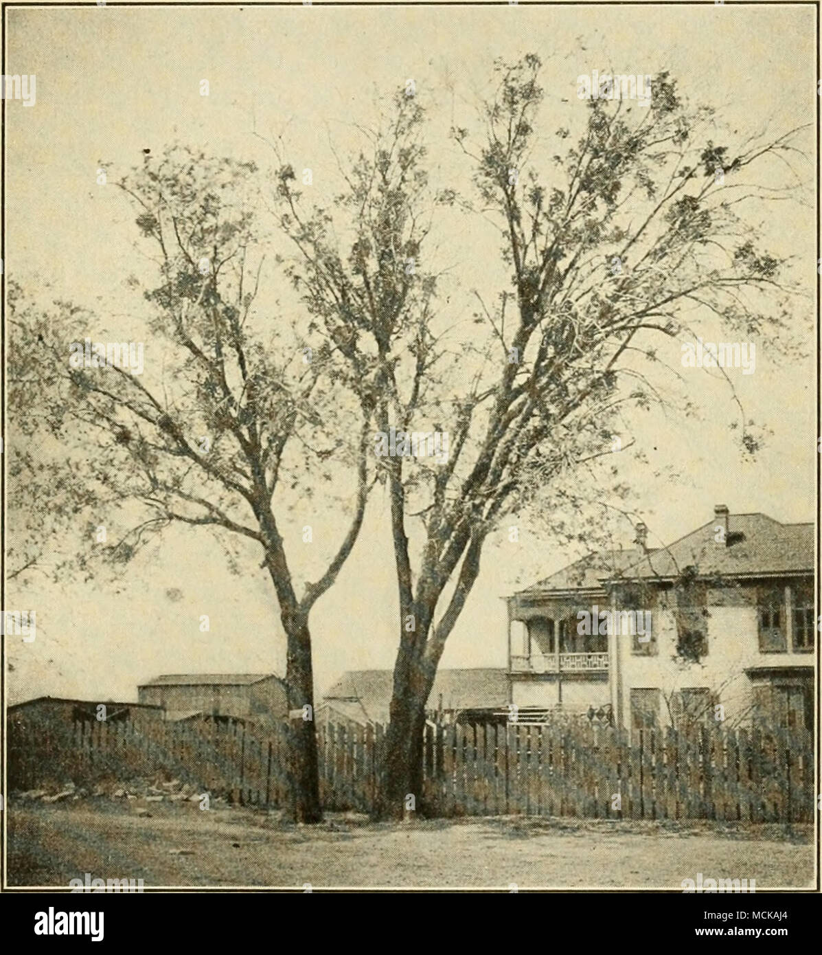 . Fig. 197. — Trees infesteci with mistletoe. Courtesy of the School of Botany of the University of Texas. in lawns and parks. They usually attack the smaller branches of the trees, and thus cut off the nourishment from their tips and eventually cause these portions to die. The general effect is to spoil the beauty of the tree. On forest trees they cause small diameters, reduced height, and scraggy crowns. Stock Photo