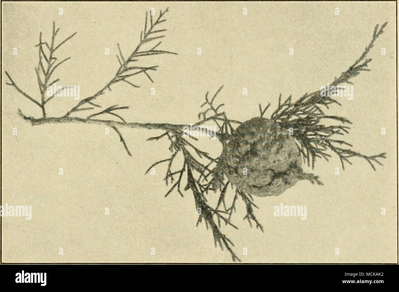 . Fig. 188. — &quot; Cedar apple,&quot; gall of the rust fungus. Original. Macrosporiose (Macrosporium Catalpce Ell. &amp; Mart.).— This spot is scarcely distinguishal)le from phyllostictose except through the absence of pycnidia and the presence of a scant quantity of black mold. Powdery mildew, microsphaerose {Microsphcera vacdnii (Schw.) Salm.). — This shows the usual powdery spots with black perithecia. Rhizoctoniose. Seep. 61. Stock Photo