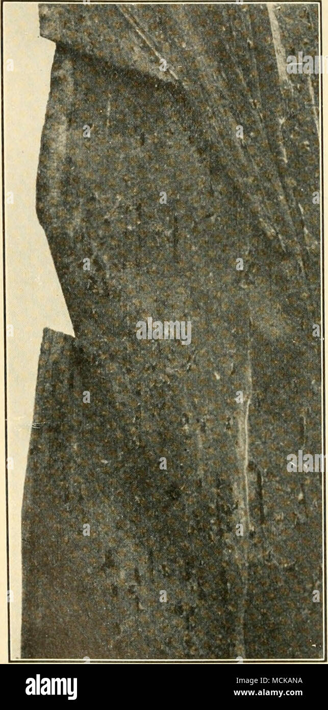 Rust Sori . FiG. 155. â Portion of corn leaf show ing sori of rust. Yellow-leaf ...