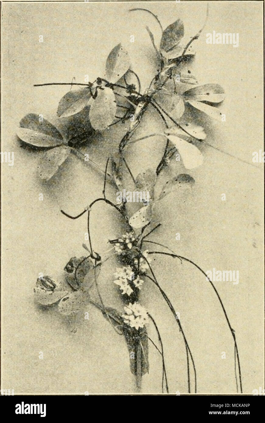 . Fig. 163. — Alfalfa plant and dodder. After Stewart and others. French and Wilson': Unlike the ascochyta leaf spot, this disease attacks chiefly green leaves in the upper part of the plant. The spots are circular, 1-3 mm. in diameter, and usually light brown with a narrow border of dark 1 Stewart, French and Wilson, I.e. Stock Photo