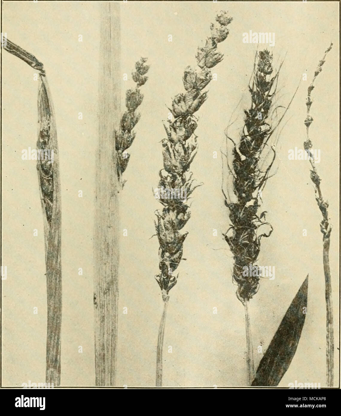 . Fig. 147. — Loose-smut of barley in various stages of develo]iinent. After Johnson. the plant developing from such an infected seedling the disease does not show externally mitil the smut ripens at the next blossoming season. The life history of this smut is thus similar to that of Stock Photo