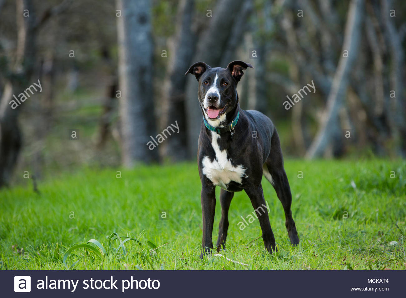 Dog Perky Ears Stock Photos Dog Perky Ears Stock Images Alamy