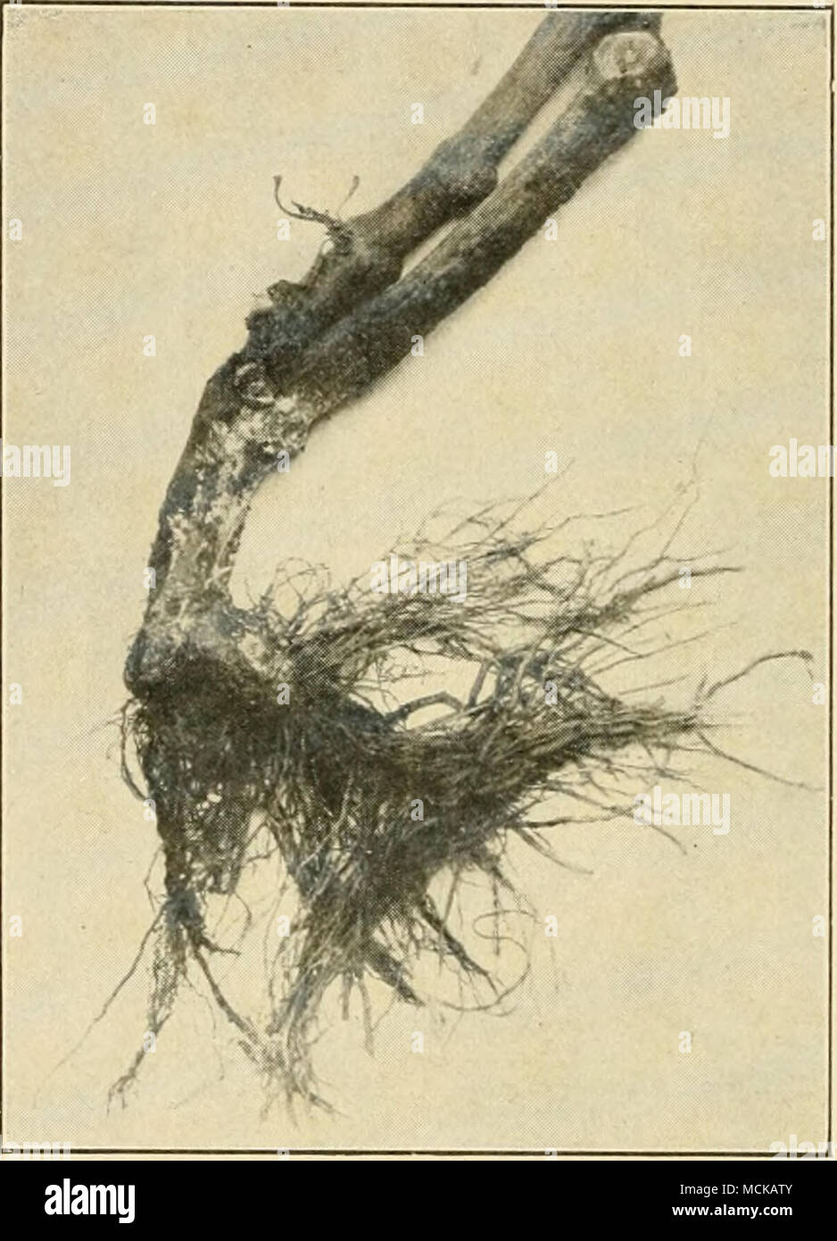 . Fig. 118. — Pepper plant showing fungus, Sclero- tium Rolfsii Sacc. After Fulton. Stock Photo