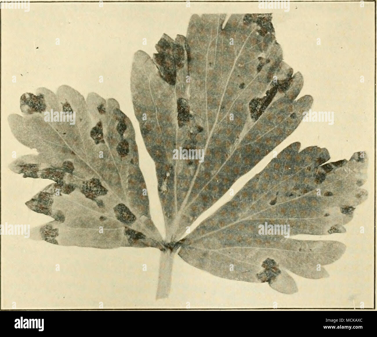 . Fig. 95. — Celery leaf infected with Septoria. After Coons. blanched petioles. In extreme cases wilting of the leaves and destruction of the plant follows. After the celery is put in storage the disease may still progress and do great damage, rotting off the leaves and forcing early marketing. Late- blight is often found in the seed bed, and is probably carried by the seed, since the pycnidia are abundant upon the seed- ing stalks and fruit. Seeds should be disinfected and the seed bed rotated. If the disease has been troublesome in preceding years, the Stock Photo