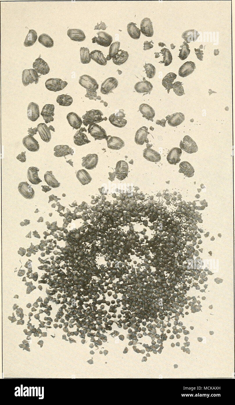 . Contents of a Bobwhite's Crop. Forty-eight potato beetles and about two hundred and fifty weed seeds. This does not include the contents of the stomach. (Original photograph.) Stock Photo