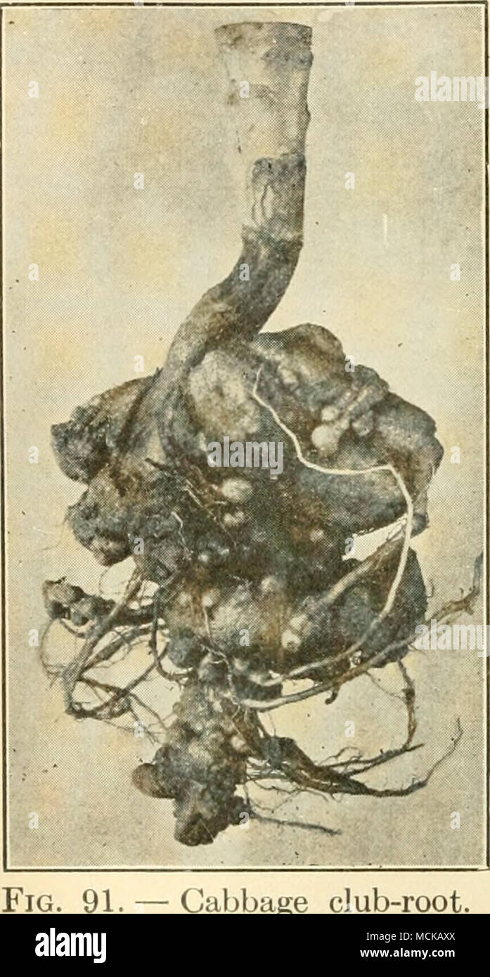 Root pathogens hi-res stock photography and images - Alamy