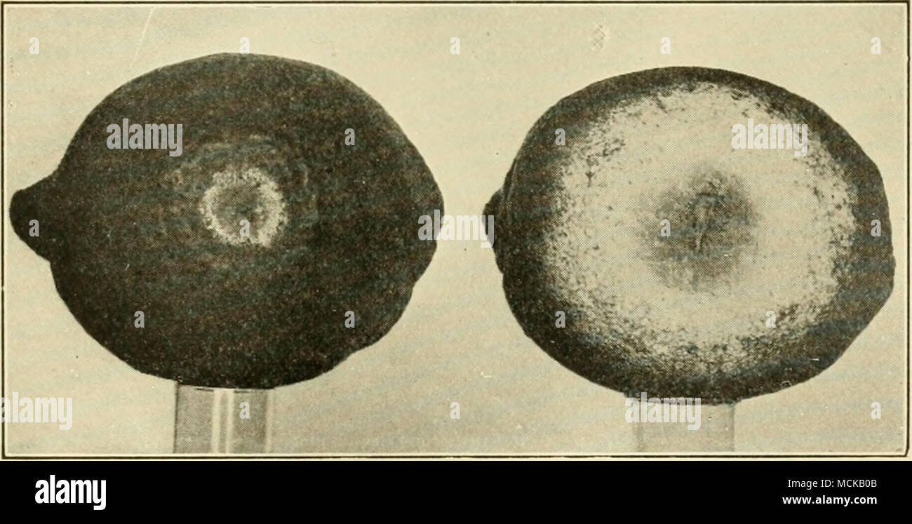 . lui. 73. — Two forms of blue-mold: at left, Penicillium italicum; at right, P. digitatum. After R. E. Smith. chief trouble results from wounds on fruit in handling, which thus provide an entering point for the fungus. Without me- chanical injury no decay from blue-mold can occur. Hence the method of control is painstaking care in handling the fruit to prevent bruising or puncturing the skin. Black-rot ^&quot;'^ (Alternaria citri Pierce). — This disease was described and its cause given by Pierce in 1902. It attacks only the navel orange, causing from 2 to 5 per cent loss of the whole crop. I Stock Photo