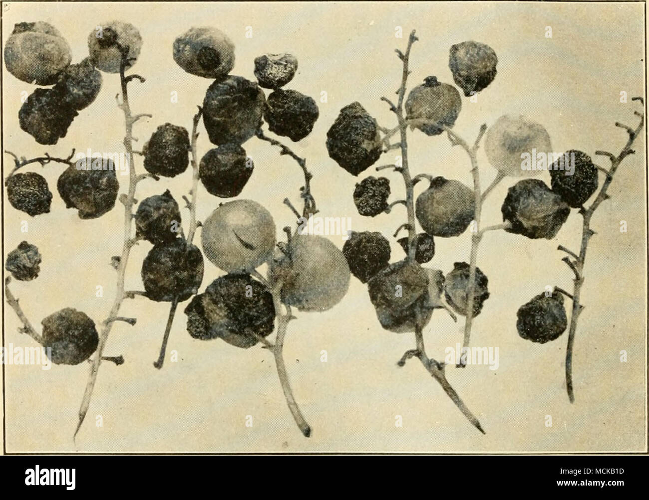 . Fig. 58. — Anthracnose of white currants. After Clinton. Experiment Station: &quot;Spray thoroughly with Bordeaux mixture, commencing before the leaves appear. Make the second treatment as the leaves are unfolding and thereafter at intervals of ten to fourteen days until the fruit is two-thirds grown. In wet seasons make one or two applications after the fruit is gathered. When worms appear, add Paris green or green arsenoid to the Bordeaux.&quot; European rust {Cronartium ribicola F, v. Wal.). — Orange- Stock Photo