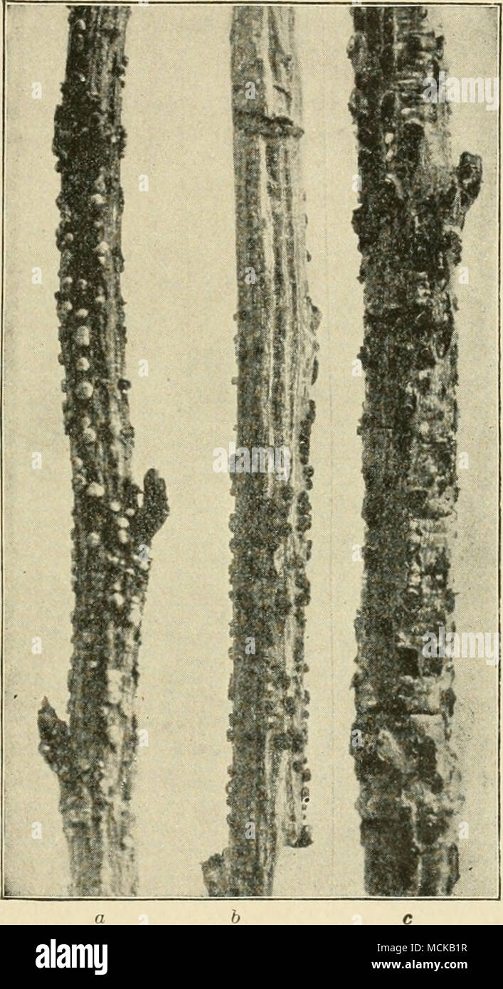 . FiG. 63. â Diseased currant canes ; a, Tubercularia ; 6, Nectria ; c, Pleonectria. After Durand. Stock Photo