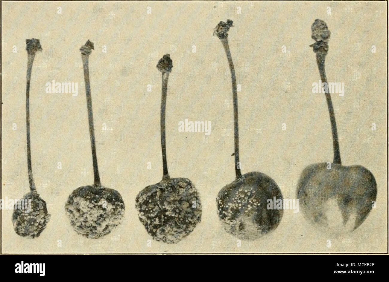 . Fig. 52. — Brown rot (sclerotiniosu) showint; various stages of decay. After Clinton. Rust. See peach. Black knot (Plowrightia morhosa (Schw.) Sacc). — As upon the plum, this knot causes serious injury to the cherry. In some sections it has spread to the wild cherry and plum trees in such abundance as to render control prac- tically impossible, and in this way it has killed the cherry- growing industry. Taken in time it is easy to control. See plum. Stock Photo