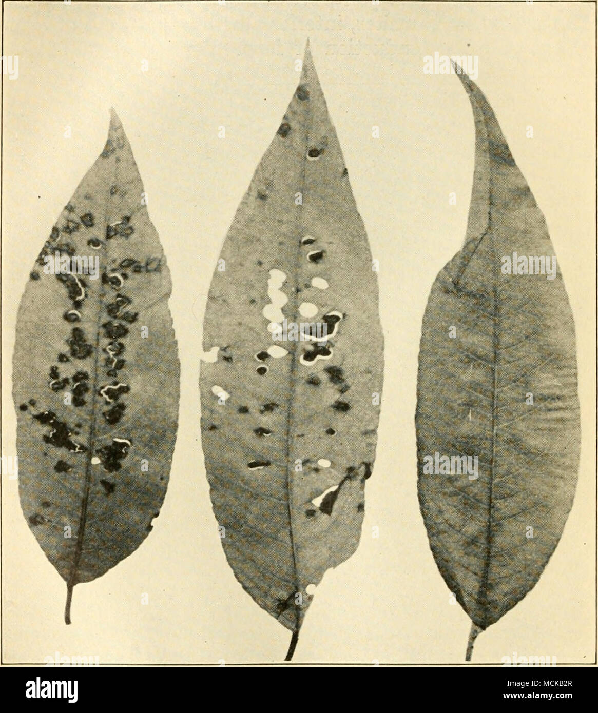 . I'lG. 46. — Peach leaves inoculated with culture of Pseudoinottds pruni. Photograph taken 43 days after inoculation. After Eolfs. susceptible to black-spot, affecting chiefly the leaves, but occurring, also, on fruit and branch. It constitutes a really serious disease on peaches, being next in importance to Stock Photo