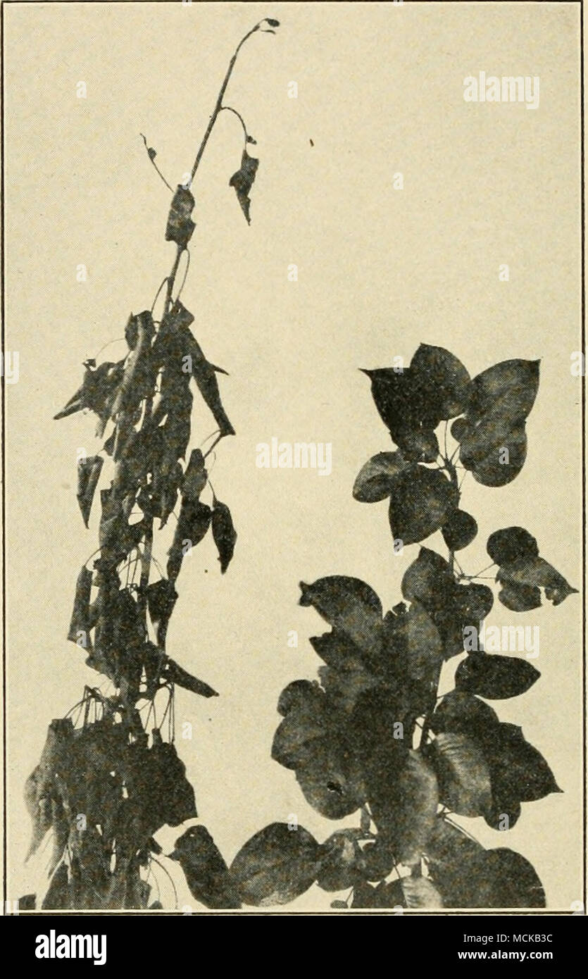 . FiG. 42.—Pear blight ; healthy and diseased twigs. Original. ticular varieties, freezing of the roots, too high culture, insects, fungi, and absence of needed food. One of the Stock Photo