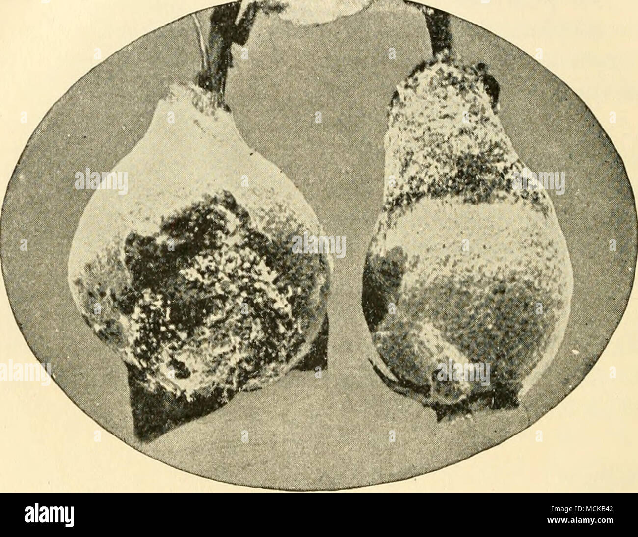 . Fig. 34. — Young quinces showing rust. After Bailey. time when the rust spores are expected to arrive; that is, at the time when the gelatinous spore masses are present on the cedar-apple. Blight (Bacillus amylovorus). — This disease has been sufficiently discussed in connection with the pear and apple. It is only necessary here to indicate that it is the most serious known disease of the quince. The treatment is the same as that recommended for this disease on other pomaceous trees. Leaf-blight, black-spot ^&quot;^ (Fabroea maculata (Lev.) Atk., Entoinosporiuni).—Both the fruit and foliage  Stock Photo