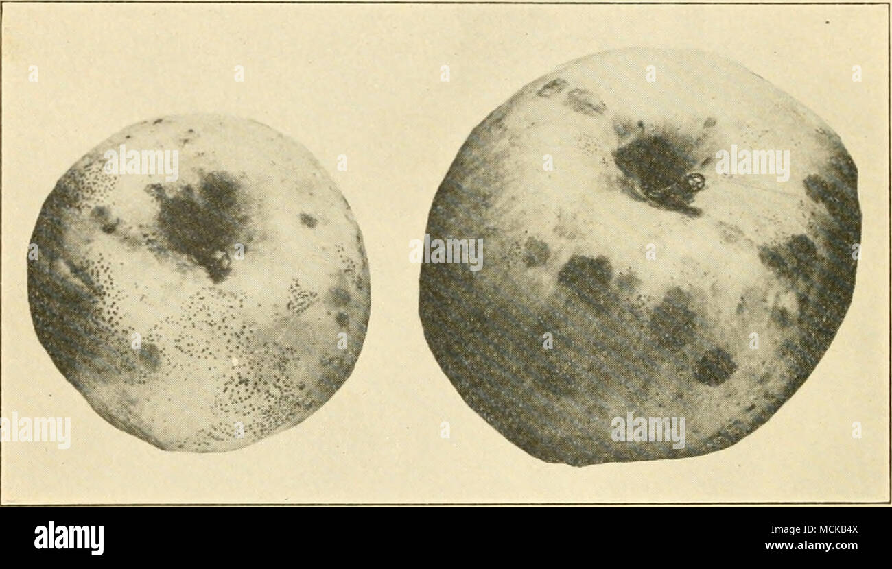 . Fig. 27. — Fly-speck (at left); Sooty-blotch (at right). After Colby. fly-specks, this fungus causes disfigurement of the apple. The generic position of the fungus is in doubt, though it was originally named Lahrella pomi by Montague. Volutella rot*^^ (Volutella fructi S. &amp; H.). — In general appearance the volutella rot is not readily distinguished from black-rot, though the texture of the rotted tissue is much firmer and drier. Under the hand lens the sporiferous pustules are seen to be clothed with numerous hairs, which character sufficiently marks it as a separate disease. It has been Stock Photo