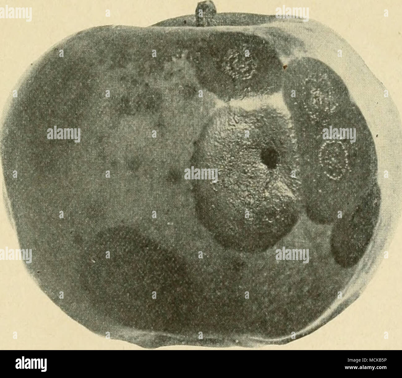 . Fin. 21.—-Apple bitter rot (glomercHose) in early stage showing pycnidia. After Scott. this is sometimes the case; nor is the disease always lim- ited to ripe fruit. Its effect is seen upon both the fruit and the twig. Upon the fruit it produces a soft, wet, or in later stages corky, more or less dry, brown, tan-colored, or black, Stock Photo