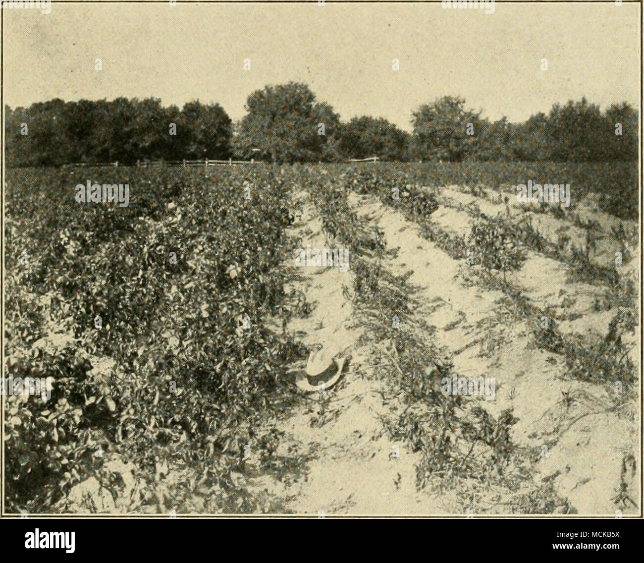 . Fig. 16. — Potato field showing benefits of spraying. Portion at left received Bordeaux mixture and Paris green ; portion at right received Paris green only. Original. first year, since spraying protects the foUage, the func- tion of which is to accumulate nourishment for the crop of the following year. Spraying should be regarded as insurance. It pro- tects the crop against the devastation of disease, yet in most cases it differs from insurance in the fact that it Stock Photo