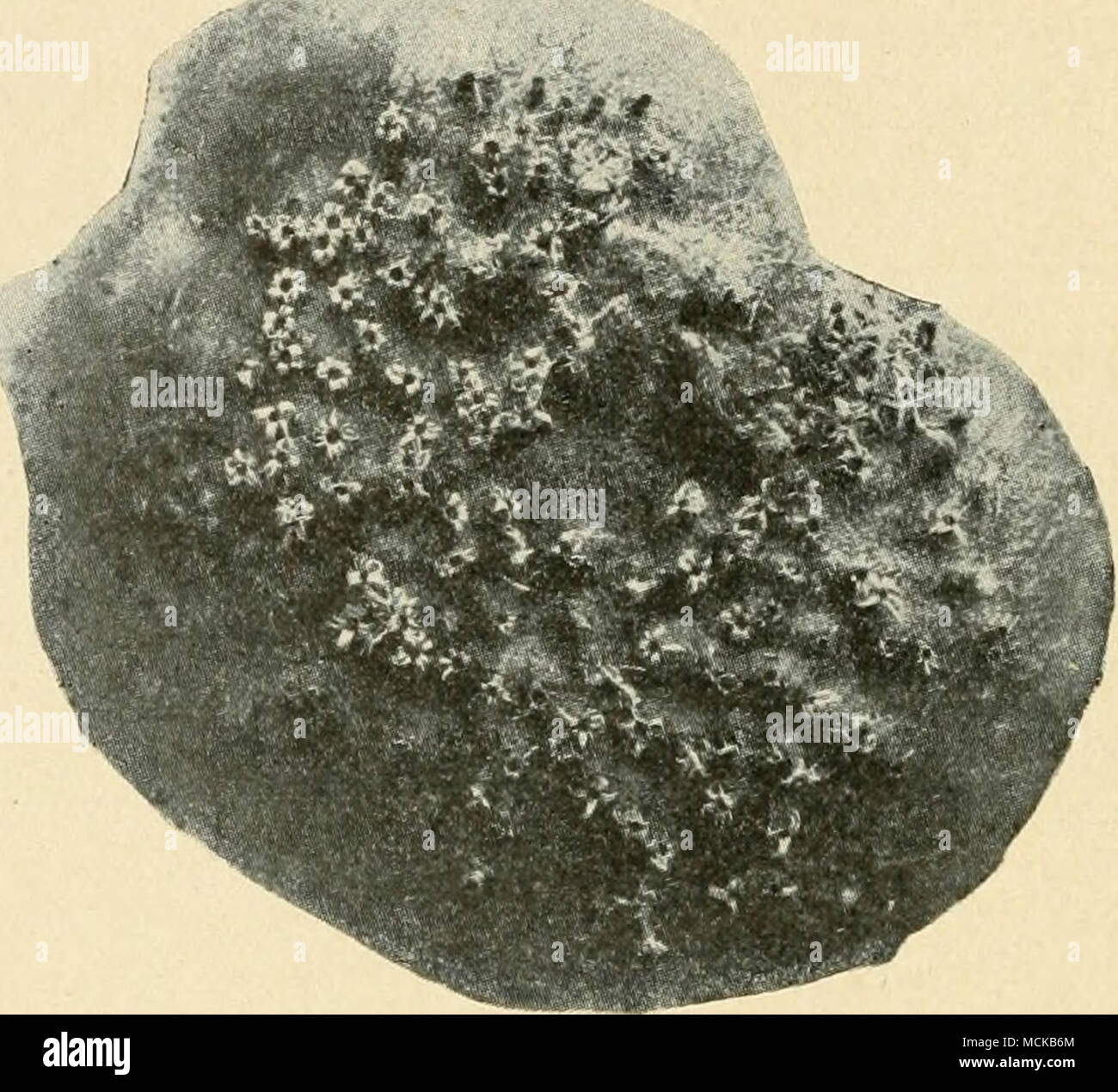 Rust Sori . FiG. fl. — Clusteroups of rust enlarged. After Clinton. dery. It is ...