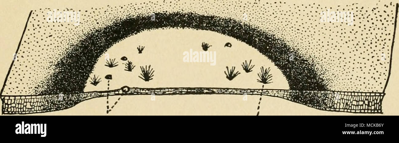 . Fig. 5. — H.vphae in a leaf spot much enlarged. Redrawn after Garman ...