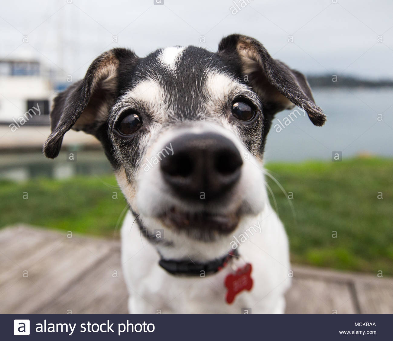 Terrier Chihuahua Mix Stock Photos Terrier Chihuahua Mix Stock