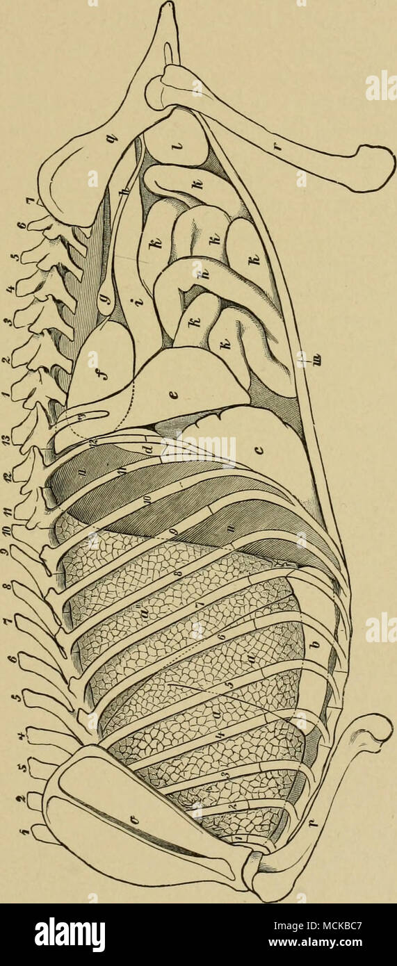 Sixth rib hi-res stock photography and images - Alamy