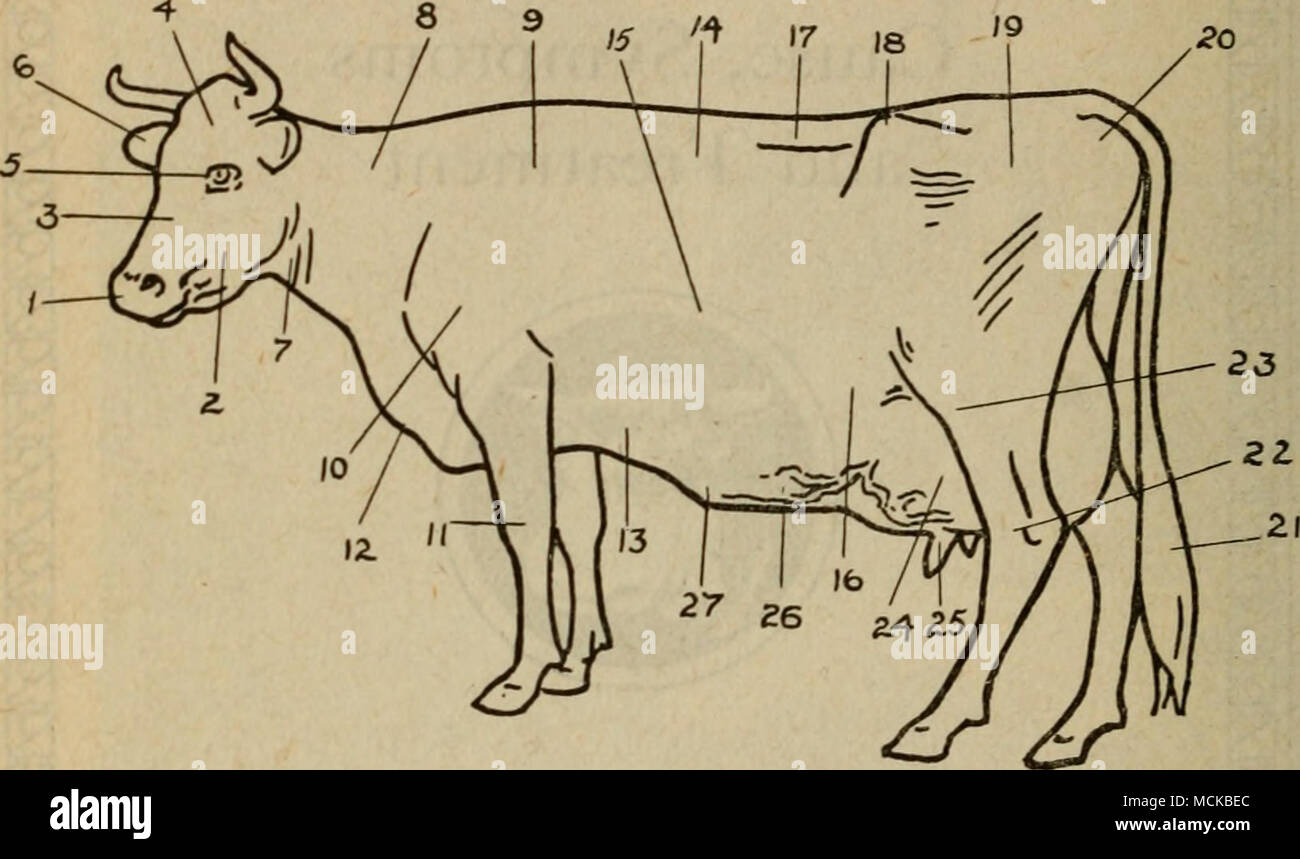 Cow withers hires stock photography and images Alamy