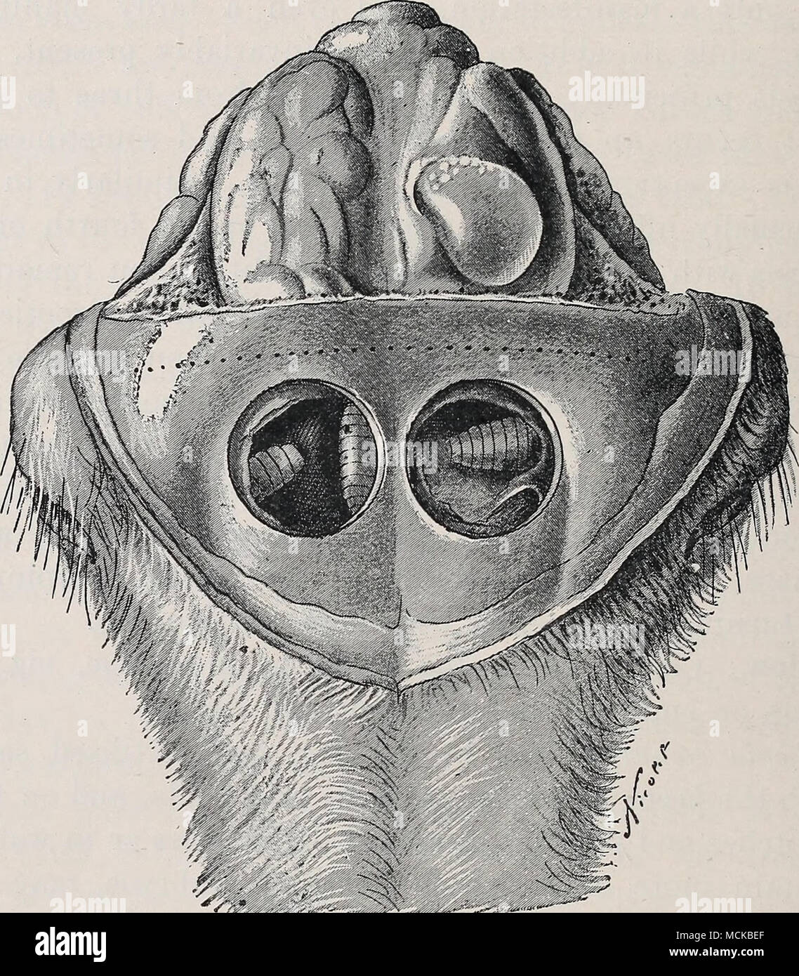 Fig 214 Brain Of Sheep Coenurosis Of The Left Hemisphere