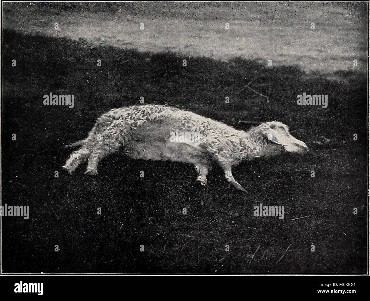 . Fig. 188.—The same goat as shown m Fig. 187. Position assumed after