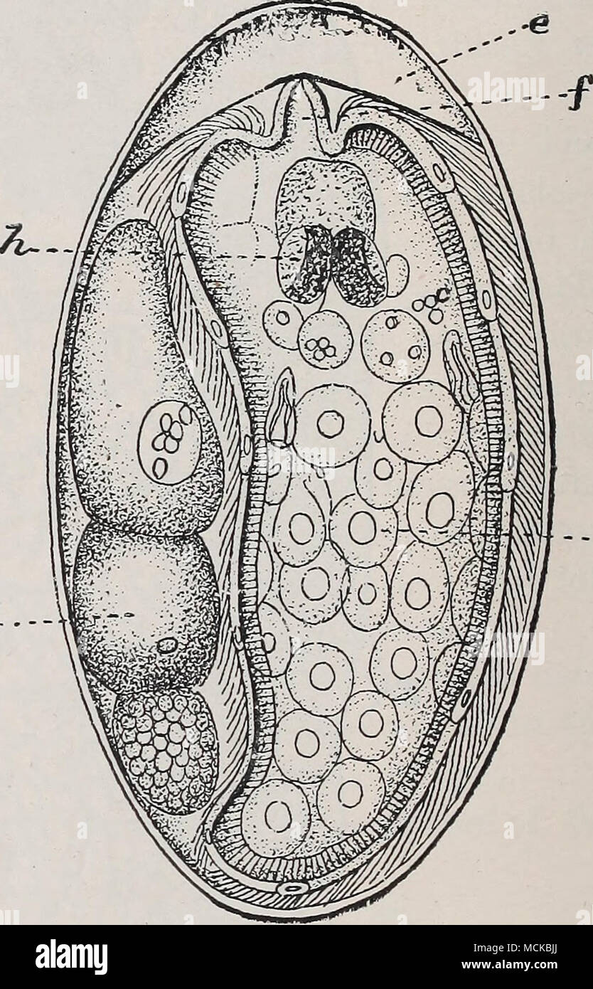 Fig. 147.—Egg of the common liver fluke containing a ciliated embryo