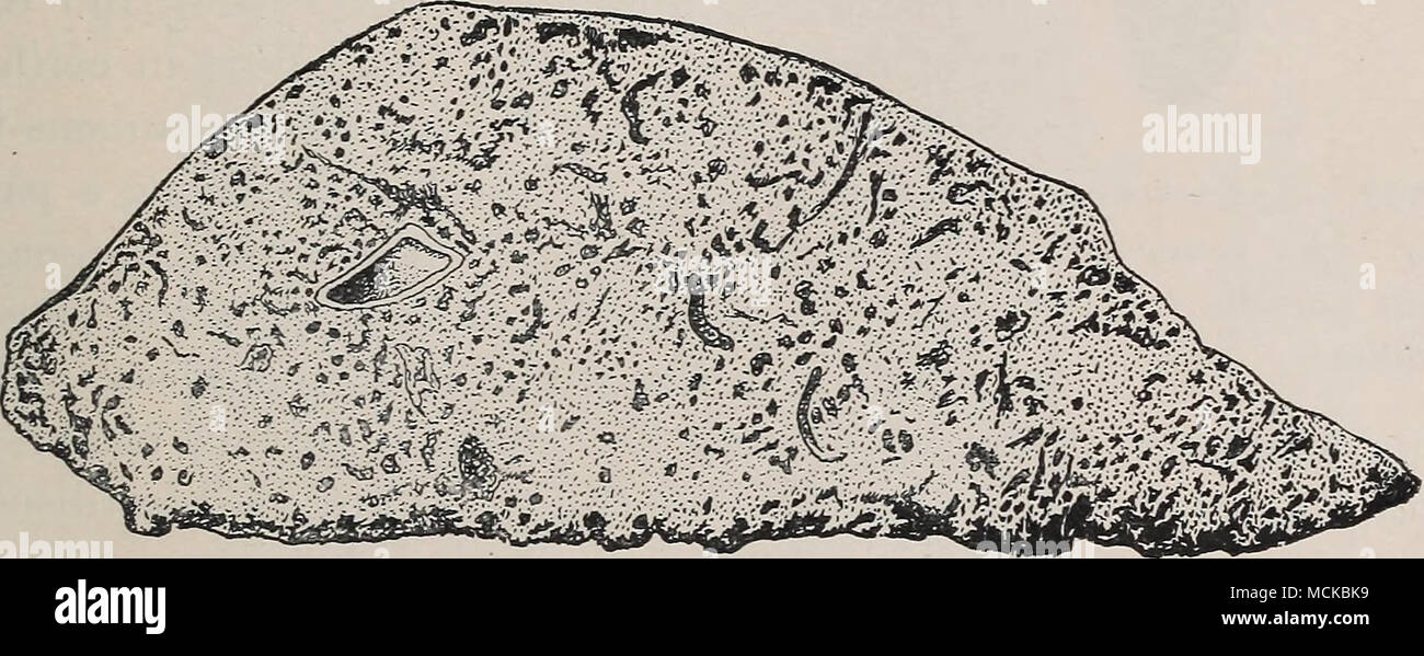 . Fig. 141.—Cross-section of the liA'er of a lamb which died nine days after feeding with eggs of the niarginate tapeworm [Tcenia marginata). (After Curtis.) after an undetermined length of time, they become disintegrated and more or less calcified. If the hydatid is devoured by a dog or w^olf, either wdien the latter prey upon the secondary host or when the dog obtains the cyst at a slaughter-house, the bladder portion is destroyed, the scolex alone remaining intact in the digestive fluids. The head holds fast to the intestinal wall with its suckers and hooks ; by strobilation (transverse div Stock Photo
