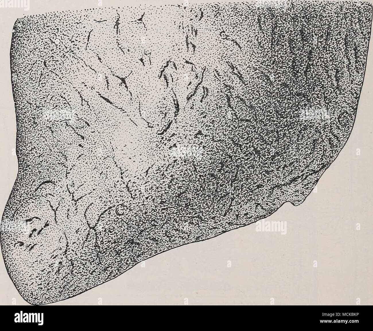 . Fig. 140.—Portion of the liver of a lamb which died nine days after feeding with eggs of the marginate tapeworm [Tcsnia marginafa), with numerous &quot;scars,&quot; due to young parasites. (After Curtice.) end of the tubes. The embryo can first be seen about four days after infection. The &quot; scars &quot; (Figs. 140 and 141) described in the liver of Stock Photo