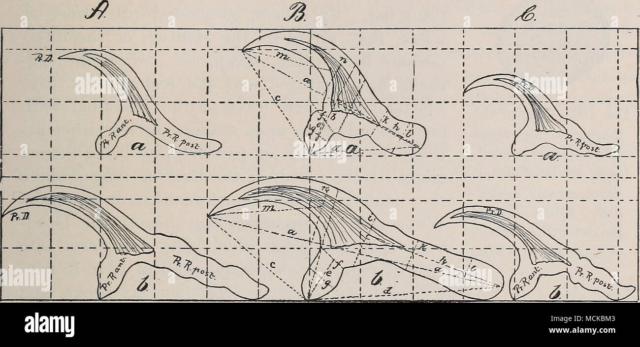 . Fig. 137.—Small and large hooks of (A) Tcenia marginata, (B) T. serrata, and (C) T. coenurus, a, Small hooks ; 6, large hooks, x 480. (After Deffke.) egg, produced by the adult tapeworm in the intestine of dogs. These eggs, containing a six-hooked embryo, escape from the dog with the Stock Photo