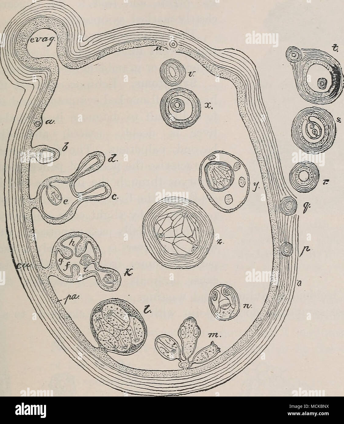. Fig. 126.—Diagram of an echmococciis hydatid, cu, Thick external cuticle ; ]ja, parenchym (germinal) layer ; c, d, e, development of the heads, according to Leiickart; /, g, h, i, A-, development of the heads accord- ing to Moniez; Z, fully-developed brood capsule with heads ; m, the brood capsule has ruptured, and the heads hang into the lumen of hydatid ; n, liberated head floating in the hydatid ; o, p, q, r, s, mode of formation of secondary exogenous daughter cyst ; t, daughter cyst with one endogenous and one exogenous grand-daughter cyst ; 21, v, x, forma- tion of endogenous cyst, aft Stock Photo