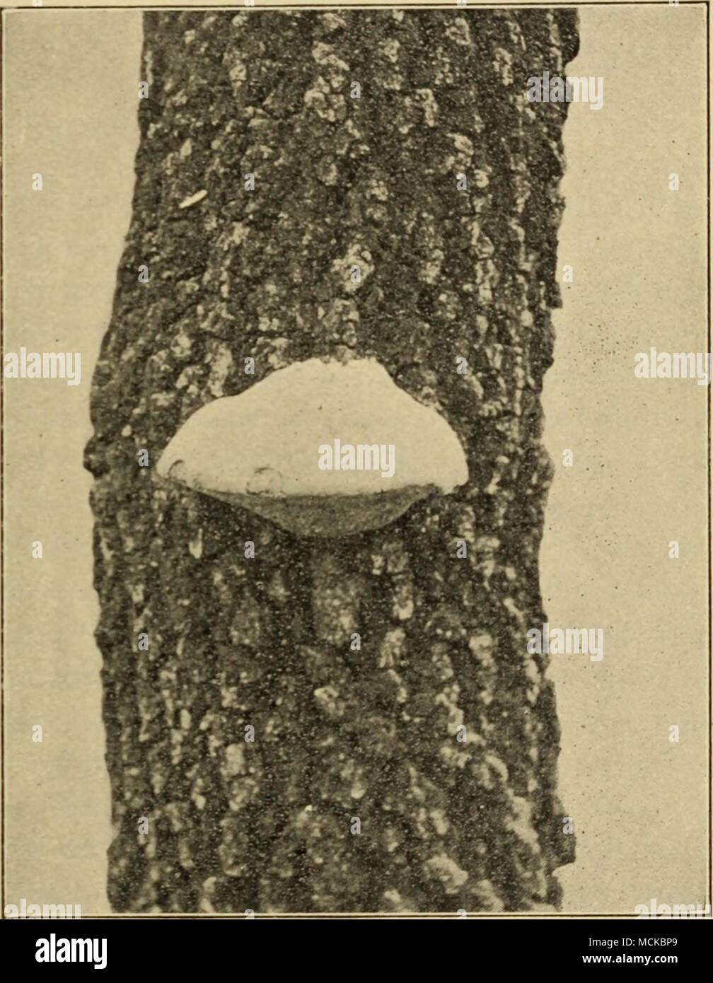 . Fig. 5.—A living black oak tree with a sporophore of Polyporus obtusus growing out of the opening of an insect burrow. Stock Photo