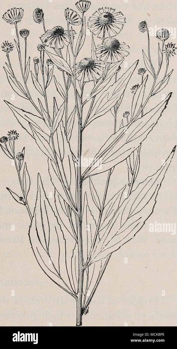 . Fig. 113.—Sneezeweed {Helenvmn au- tumnale), one-third natural size. CAMPANULACE^ (beLL-FLOWER FAMILY). Lobelia inflata, Indian tobacco : L. kalmii, brook lobelia : L. spicata, pale-spiked lobelia : L. syphilitica, great lobelia.—All of the species in this genus contain an acrid and usually milky juice, and are poisonous. None has been specially reported as poisonous to stock, but the above- named species are to be suspected, because they frequently occur in grass and are sometimes found in meadow hay. Stock Photo
