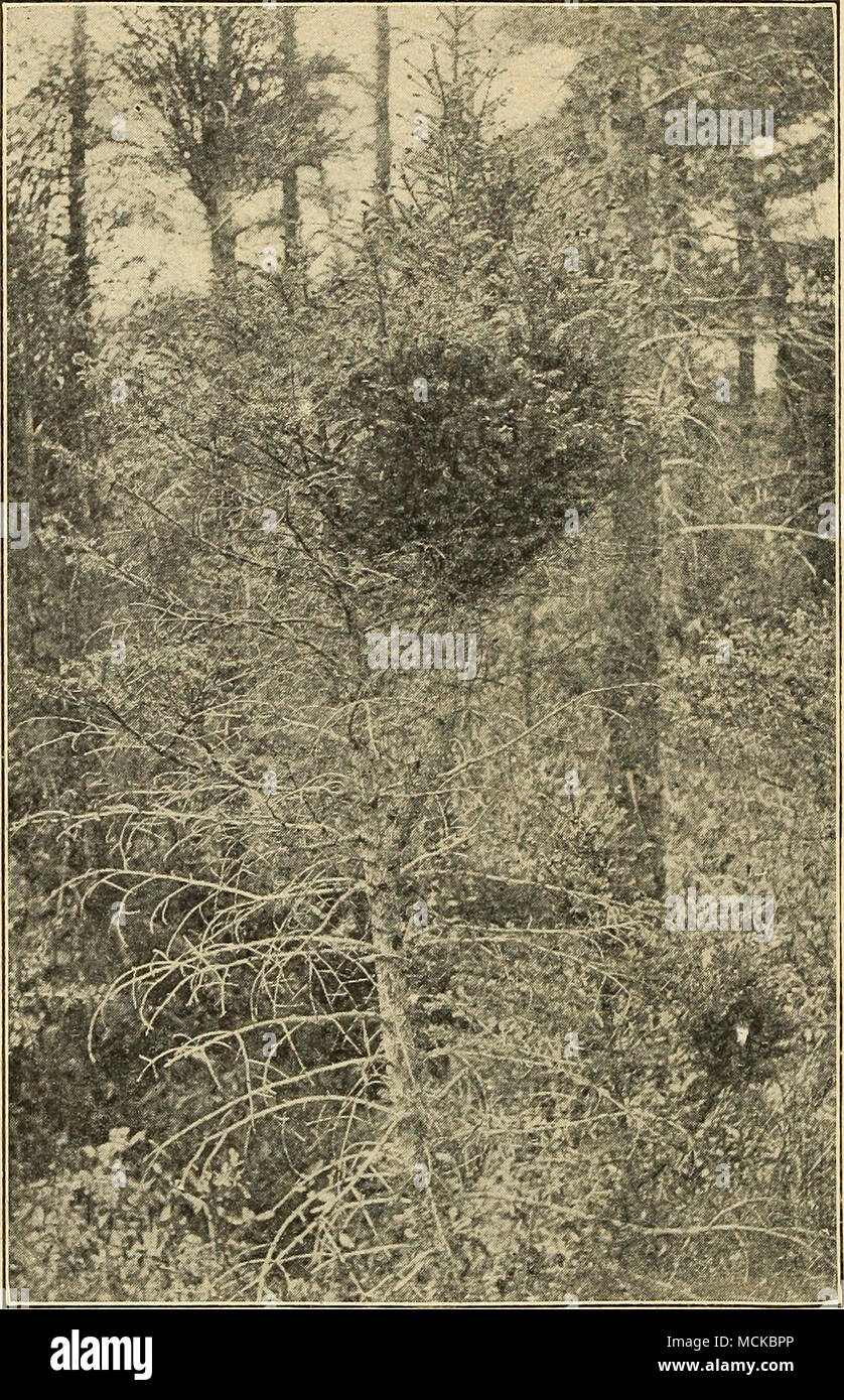 . Fig. 2.—A black spruce tree with a large witches' broom caused by dwarf mistletoe. Stock Photo