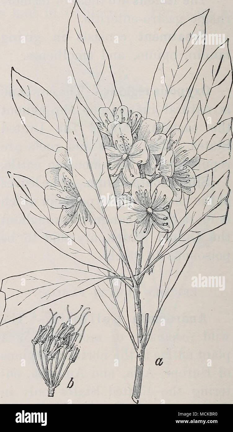 . Fig. 106.—Staggerbush [Pieris mari- Fig. 107.—Great laurel {Rhododendron maxi- ana), showing flowering branch, mum). «-, Flowering branch ; b, fruiting one-third natural size. capsules—both one-third natural size. of the Allegheny Mountains. It is well known in that region to be fatal to all kinds of stock. * Leucothoe racemosa.—The swamp Leucotlioc of the Atlantic and Gulf States has been reported from New Jersey as especially fatal to calves. * Pieris mariana.—The stagger bush of the Atlantic Coast region, Tennessee, and Arkansas is commonly known to be poisonous to calves and to sheep. Th Stock Photo