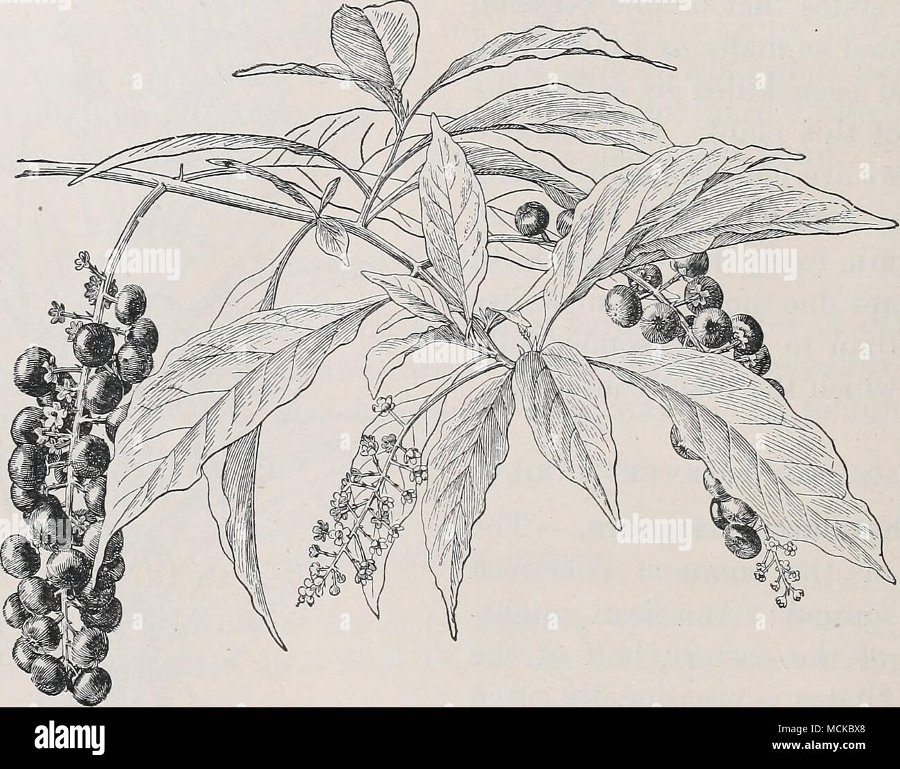 . Fig. 78.—Poke weed {Phytolacca decandra), one-half natural size. * Delphinium tricorne.—The dwarf larkspur, or stagger weed, of the north-eastern quarter of the United States has been especially reported from Ohio as fatal to cattle in April, when the fresh leaves appear. * Delphinium consolida.—The seeds of the commonly introduced field larkspur are well known to be poisonous; the leaves are known in Europe to be fatal to cattle. * Delphinium menziesil.—The purple larkspur of the north-western quarter of the United States is very common throughout Montana. In one case of poisoning reported  Stock Photo
