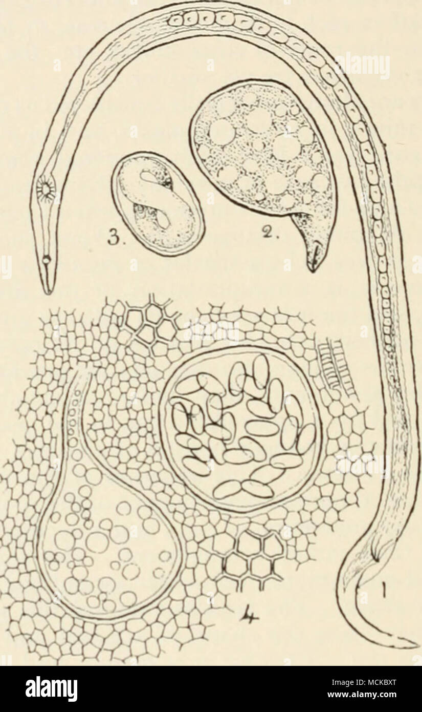 . Fig. 167. Eelworms. i, male of Tylenchus. devastatrix (after Ritzema Bos) ; 2, female of Heterodera ntdicico/a ; 3, egg of same ; 4. section of portion of a tomato root, showing two females of Heterodera radicicola in section, one of which contains numerous eggs. and practical method at the. present time of exterminating nematodes in greenhouses is by heating the soil by means of steam. This can be accomplished without much expense, providing proper attention is paid to the method of applying the steam. Stock Photo