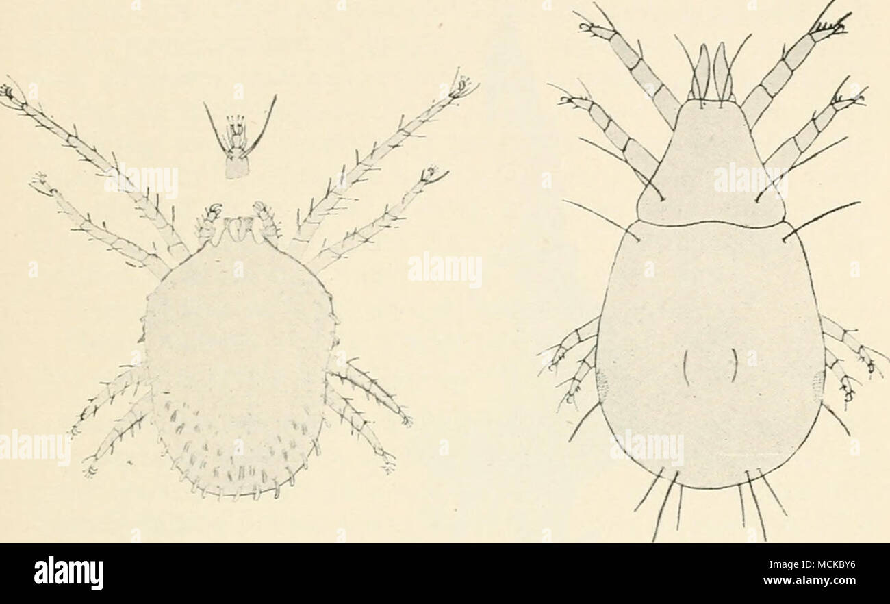. Fig. 165.—Left-hand fig., gooseberr}' red spider (Biyobia ribis, Thomas). Right-hand fig., eucliaris mite, bulb mite, etc. [rhizo- glyphns echinopiis). in the first instance to some error of treatment, and that the mites were simply feeding on the more or less decayed portions. It has, however, been definitely proved by Michael that the mites are the primary cause of injury, and that indeed they prefer sound bulbs. The base of the bulb and the roots are most frequently attacked, and the mites can often be seen in large numbers in the injured ' cushion ' of the bulb when a magnifying-glass is Stock Photo