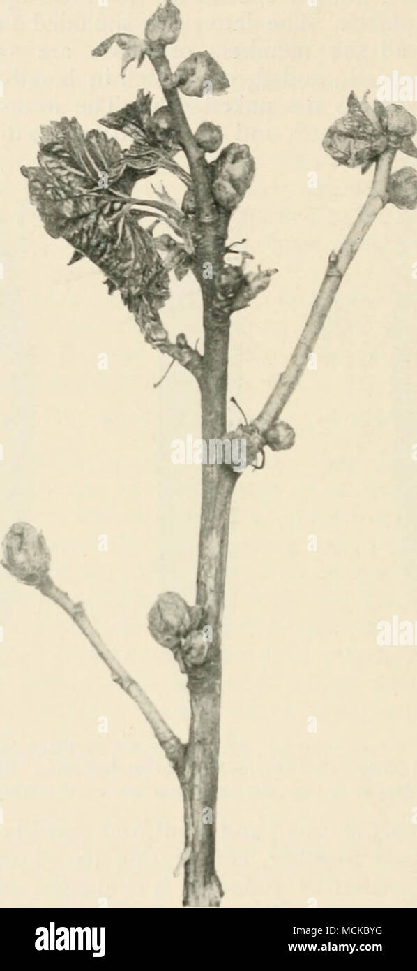 . Fig. 163.—Eriophyes ribis, causing ' big bud ' of black currant. time in an unexpunded condition—in fact they arc killed by the mites, which are often present in thousands. During early summer most of the mites leave the old dead buds and migrate to the newly formed buds, where they remain for Stock Photo