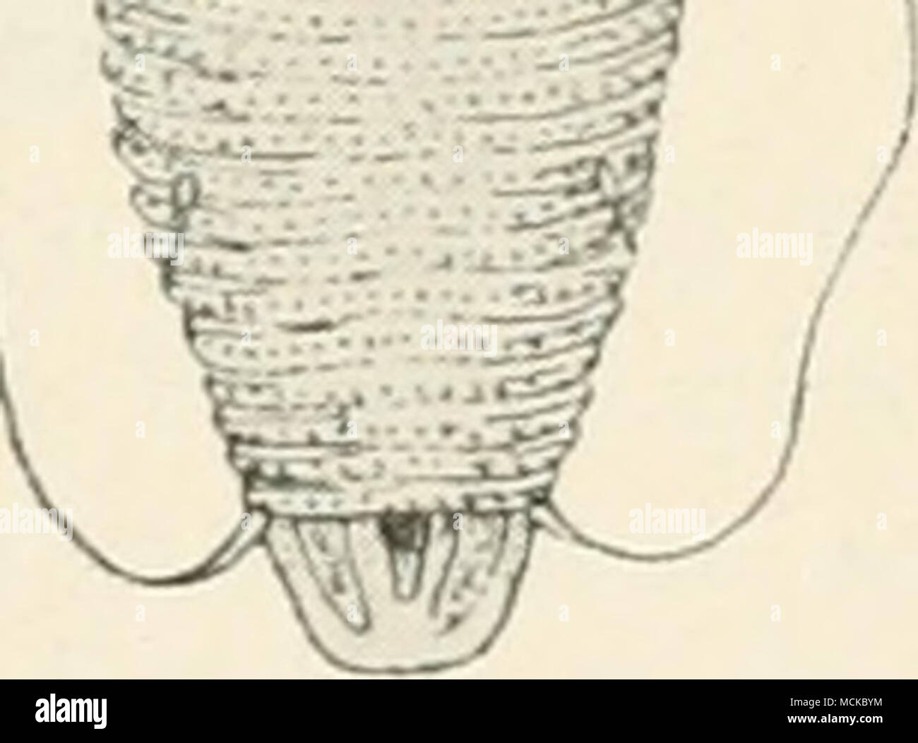 . Fig. 162.—Left-hand fig., Erlophyesribis, the black currant bud mite. Middle fig., .£'r?o//;)'t'jwzV/J, the vine leaf mite. Right-hand fig., F.riophyes avellanae, the hazel bud mite. All highly mag. The anterior part is broad and short, and consists of the head and thorax fused together, constituting the cephalo thorax; the posterior portion or abdomen is elongated and tapering, and delicately transversely striated. Two pairs of legs are borne close to the rostrum. In addition to the species of economic importance, many mites form galls on our wild plants. Black currant gall mite.—^This dise Stock Photo