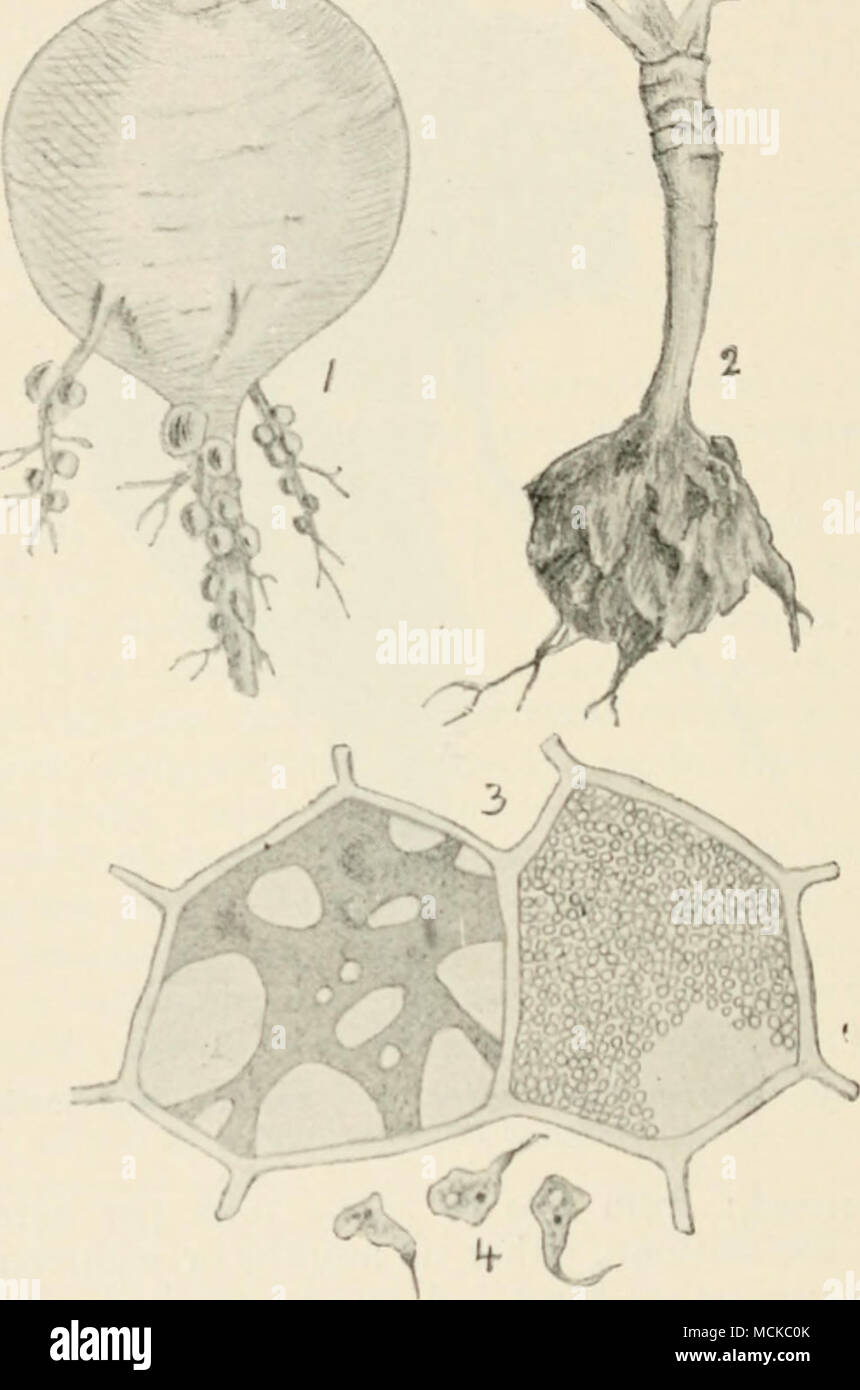 . Fig lyj.—Plasmodiophora brassicae. i, young turnip showing early stage of disease ; 2, cabbage showing clubbed root; 3, two infected cells from root of cabbage, one con- taining plasniodium, tlie other crowded with minute spores of the parasite ; 4, three myxamoebae or motile bodies pro- duced by the spores on germination. Figs. 3 and 4 highly mag. It will be impossible to stamp out the disease unless proper precautions are taken. In the case of cabbages grown in Stock Photo