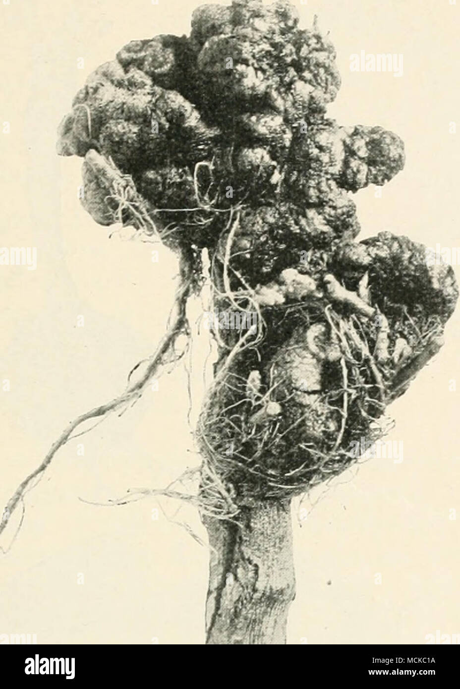 . *«&amp; Fig. 156.—Plasmodiophora brassicae, causing finger-and-toe of root of Brussels-sprout. and-toe known; from five to seven tons per acre, to be applied in the autumn, either six months or eighteen months before the turnips are sown. A second method, also recom- mended, is to apply the lime immediately after a diseased crop of turnips is removed; about two tons will suffice if it is spread evenly over the land. Such a dressing will produce no visible efiTect on finger-and-toe until the next crop of turnips is grown, but it may prove to be of value to interven- ing crops. It is important Stock Photo