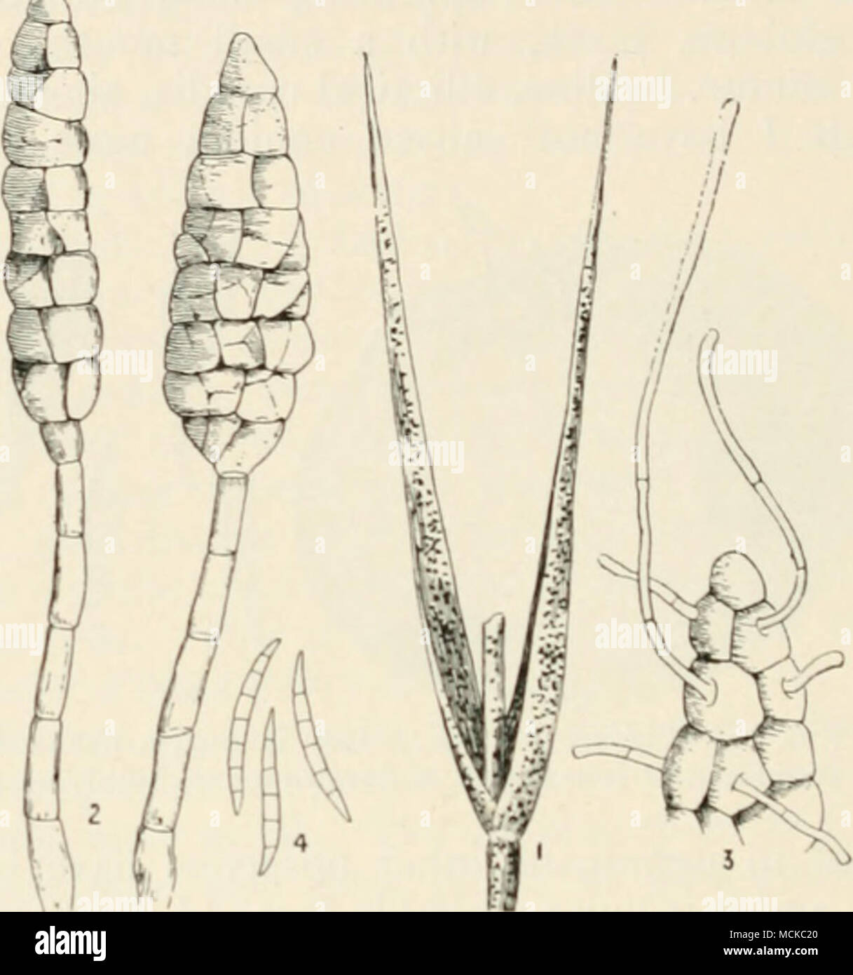 . Fig. ii,2.—M,icrosporium nobile. i, portion of dis- eased carnation ; 2, two conidia ; 3, portion of conidium germinating; 4, Fiisarium spores, mixed with, but no proof of any relationship witii, the Macrospohum. Figs. 2, 3, and 4 highly mag. Spray with animoniacal copper sulphide, or with potassium sulphide, but as carnations will not bear too much moisture, much will depend on promptly removing leaves on the first appearance of the disease, which shows on the lowest leaves first. If the stems are attacked, and in all bad cases, the plants should be burned, not thrown on one side, otherwise Stock Photo