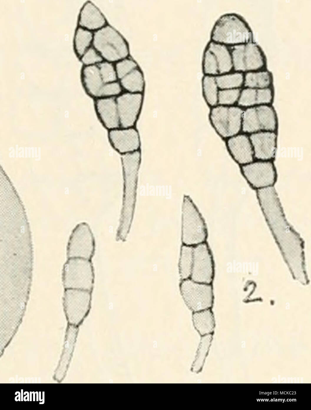 . Fig. 151.—Afdirusporiinn solani. i, tomato diseased ; 2, conidia in various stages of development, highly mag. months old to germinate, other observers have been more successful, and it is quite probable that old diseased stems or fruit lying about would continue to produce conidia the following season. At all events, chlamydospores are present in decaying parts, more especially in tomato fruit, consequently the most important point is to collect and destroy all diseased plants and fruit. Tomatoes should not follow a diseased crop of potatoes, or the reverse. If the disease appears, Bordeaux Stock Photo